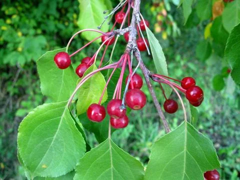 Snowball tree Stock Photos