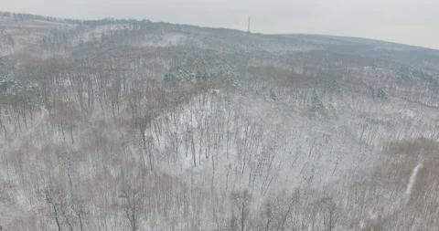 SnowBareForest02ProRes4K Stock Footage 231105042