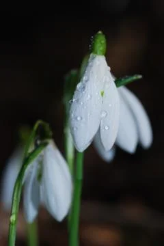 Snowbells in the spring Stock Photos
