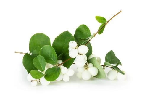 Snowberries Stock Photos