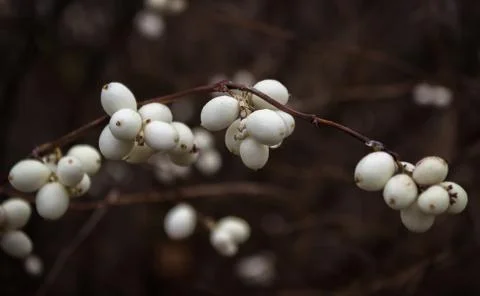 Snowberries (Symphoricarpos) Stock Photos