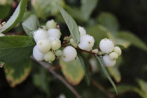 Snowberry after the rain Stock Photos