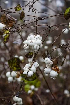 Snowberry clusters with raindrops Stock Photos