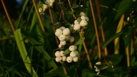 Snowberry Stock Footage 115104749