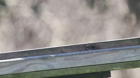 Snowbird Video stock 86671728