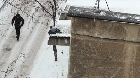 Snowbirds1 Видео 8991393