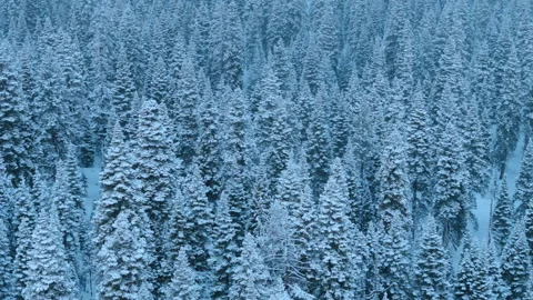 Snowblanketed pine forest seen from above with blue illumination Stock Footage 321435000