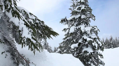 Snowboarder flies through trees Stock-Footage 61653770