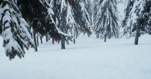 A snowboarder rides in a pine snow forest Stock Footage 264985759