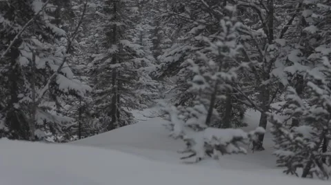 Snowboarders rides in forest Stock Footage 45236237