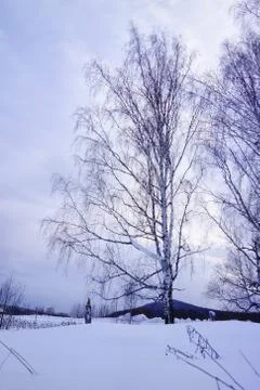 Snowbound birch on a winter in the evening Stock Photos