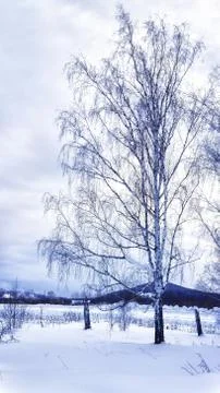 Snowbound birch on a winter in the evening Stock Photos