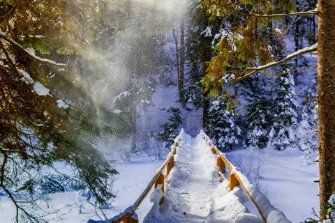 Snowbound bridge in spruce forest Stock Photos