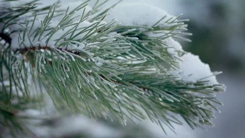 Snowbound conifer tree. Beautiful landscape in frozen forest frosty day. Stock Footage 232226722