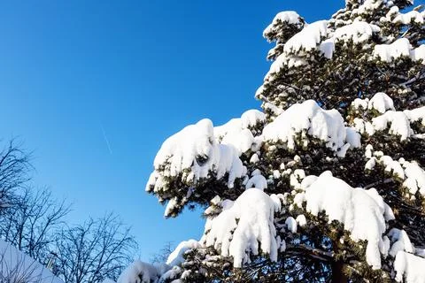 Snowbound green branches of pine tree and blue sky Stock Photos