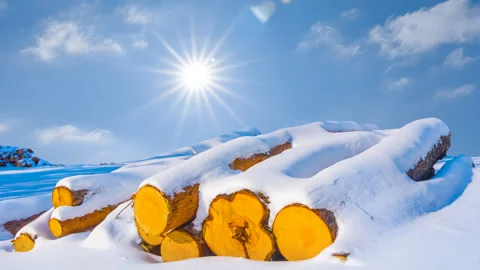 Snowbound heap of fir tree log on forest glade at sunny day Stock Footage 345118905