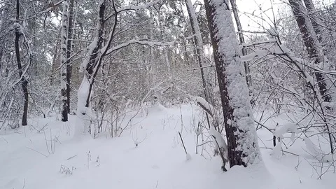 Snowbound landscape. Forest after a snowfall. Stock-Footage 71374495