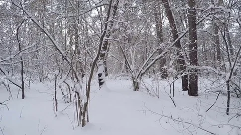 Snowbound landscape. Forest after a snowfall. Stockbeeldmateriaal 71376346