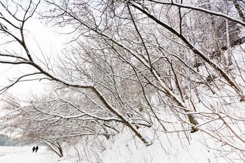 Snowbound trees on hillside Stock Photos