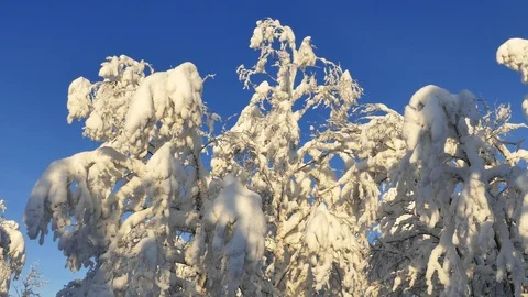 The snowbound twigs of the trees sway slowly in the soft breeze. Stock Footage 108002124