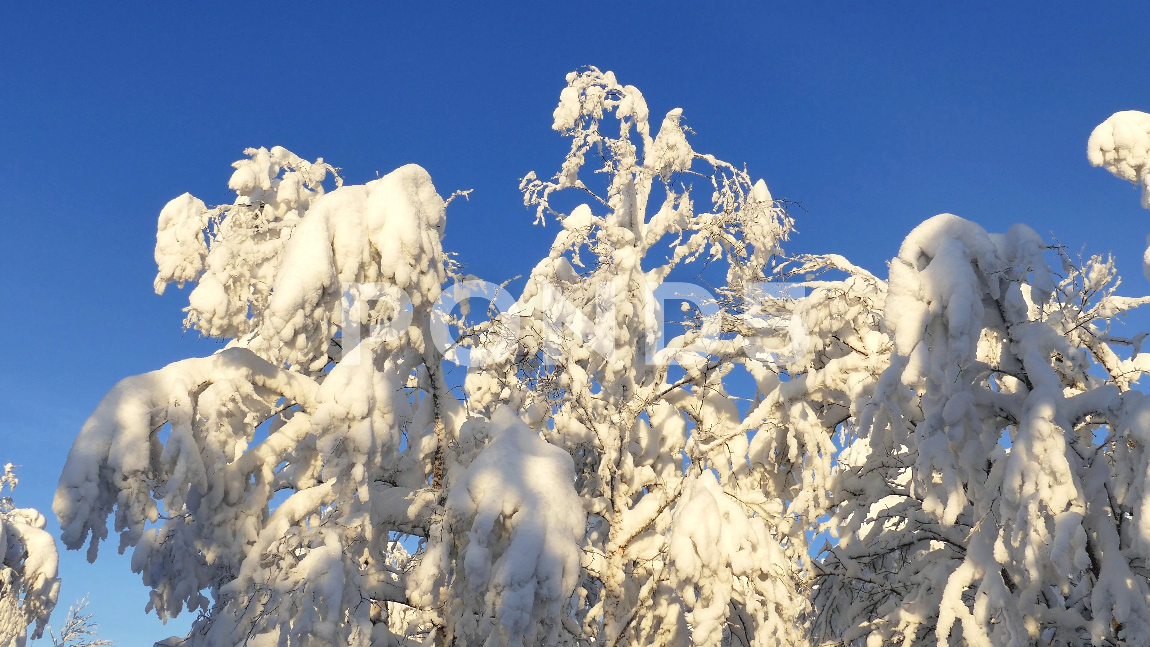 The snowbound twigs of the trees sway slowly in the soft wind.