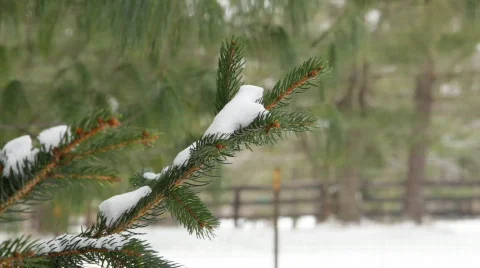 SnowBranch1 Video stock 335582