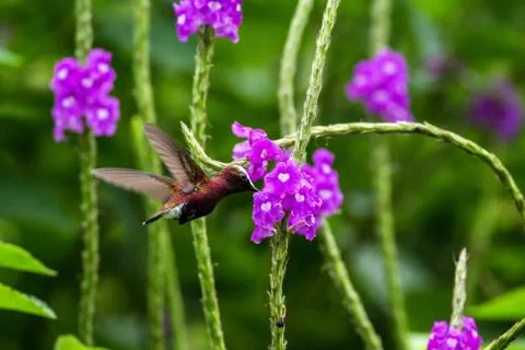 Snowcap, flying next to violet flower, bird from mountain tropical forest, Co Stock Photos