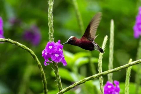 Snowcap, flying next to violet flower, bird from mountain tropical forest, Co Stock Photos