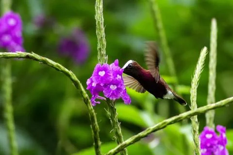 Snowcap, flying next to violet flower, bird from mountain tropical forest, Co Stock Photos