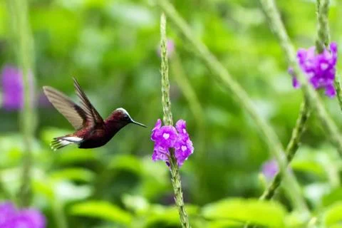 Snowcap, flying next to violet flower, bird from mountain tropical forest, Co Stock Photos