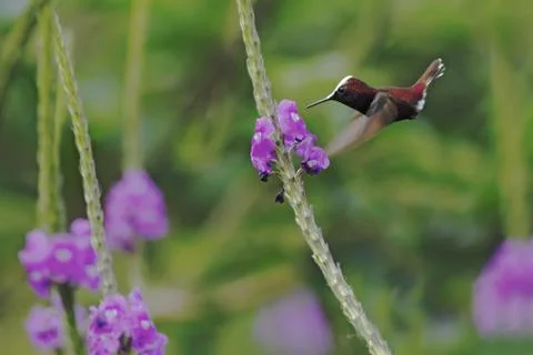 Snowcap, flying next to violet flower, bird from mountain tropical forest, Co Stock Photos