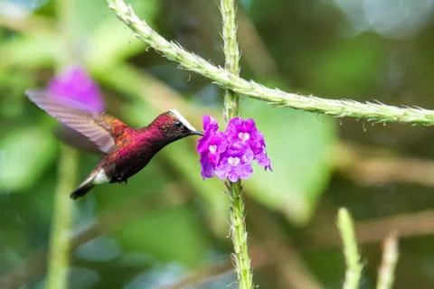 Snowcap, flying next to violet flower, bird from mountain tropical forest, Co Stock Photos
