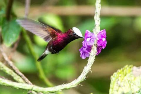 Snowcap, flying next to violet flower, bird from mountain tropical forest, Co Stock Photos