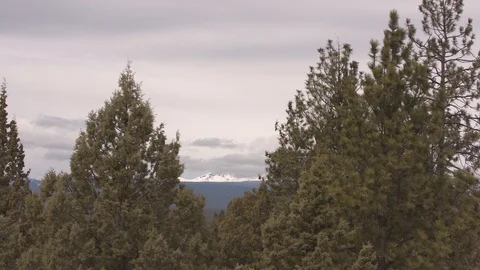 Snowcapped Mountain through the Trees Stock Footage 88828244