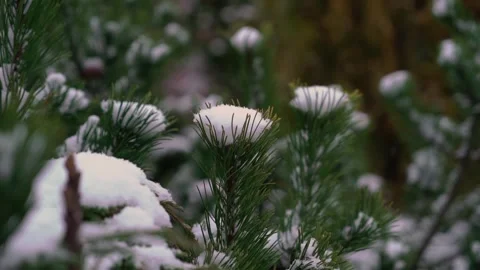 The SnowCapped Pine Branches Resting in an Enchanting Winter Wonderland Filled Stock Footage 314576346