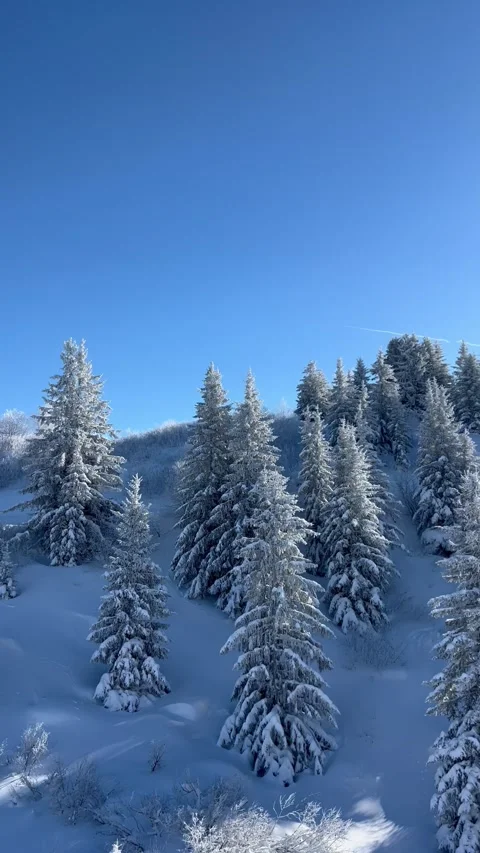 Snowcapped pine trees by winter on a sunny day Stock Footage 336928376