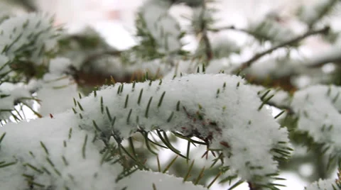Snowcapped Pines Slide Video stock 40201023