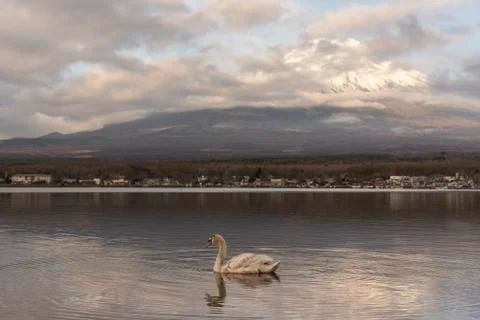 Snowcapped volcano mountain in cloudscape against with white swan swim in Yam Stock Photos