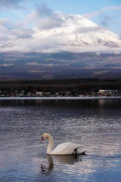 Snowcapped volcano mountain in cloudscape against with white swan swim in Yam Stock Photos