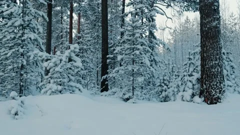 Snowcoverd Trees In The North Stockbeeldmateriaal 169792541