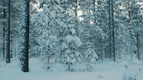 Snowcoverd Trees In Sweden Stock Footage 169792017