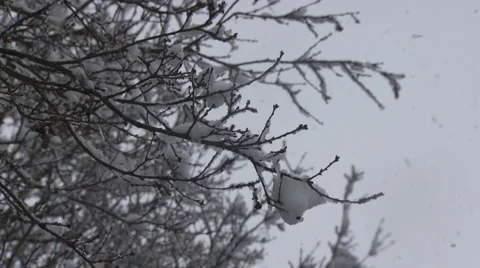 Snowcovered Branch Stock Footage 1107043