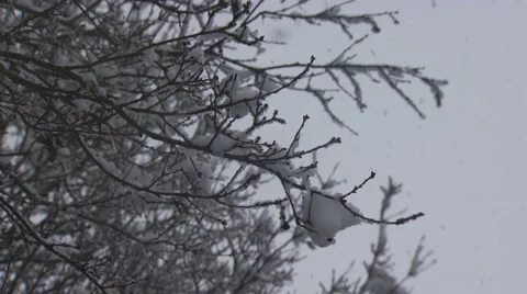 Snowcovered Branch Video stock 1107071