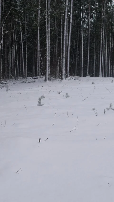 Snowcovered Field With Scattered Trees, Open Winter Terrain Dotted With Young Stock Footage 325651888