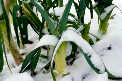 Snowcovered leeks Foto stock