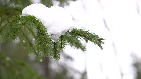 A SnowCovered Pine Branch in a Beautiful Winter Landscape with Tranquil Stockbeeldmateriaal 314044525