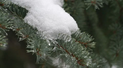 Snowcovered pine branch as snow continues to fall Stock Footage 61433653