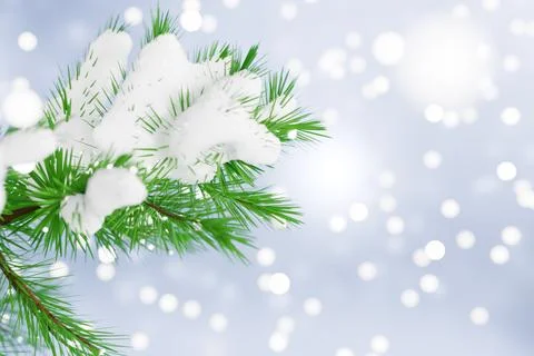 Snowcovered pine branches against a winter backdrop Illustrazione stock