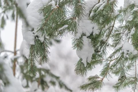 Snowcovered pine needles up close, delicate frost patterns on tips, soft bokeh b Stock Photos