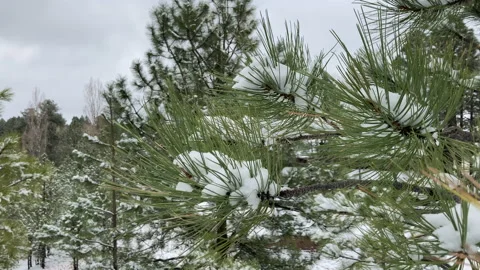 Snowcovered Pine Tree Close-up in the wind Stock Footage 143989391